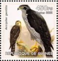 Northern Goshawk (Accipiter gentilis)